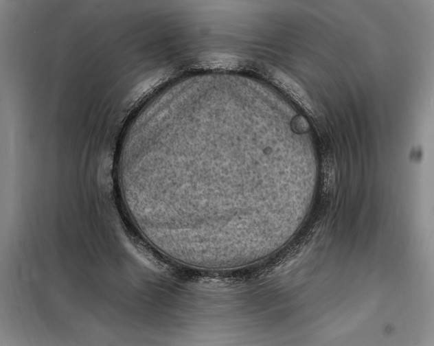 X0000098160538200805011433
