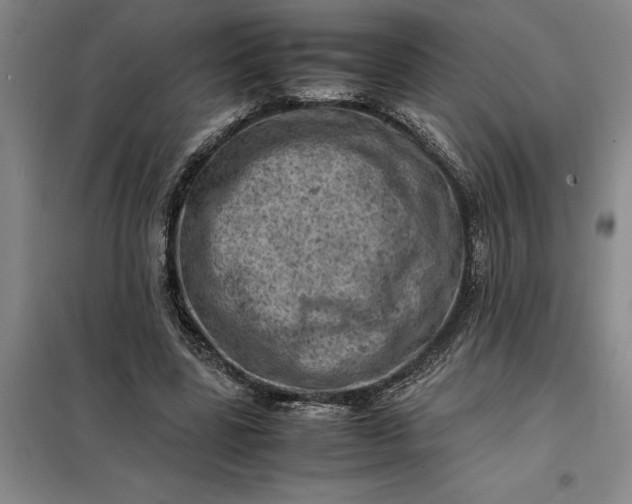 X0000098160539200805011433