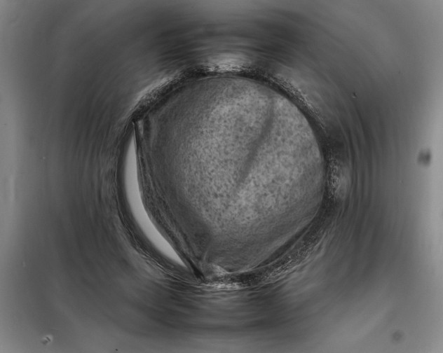 X0000098160543200805011433