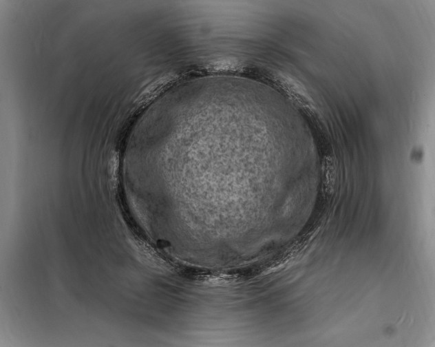 X0000098160550200805011433