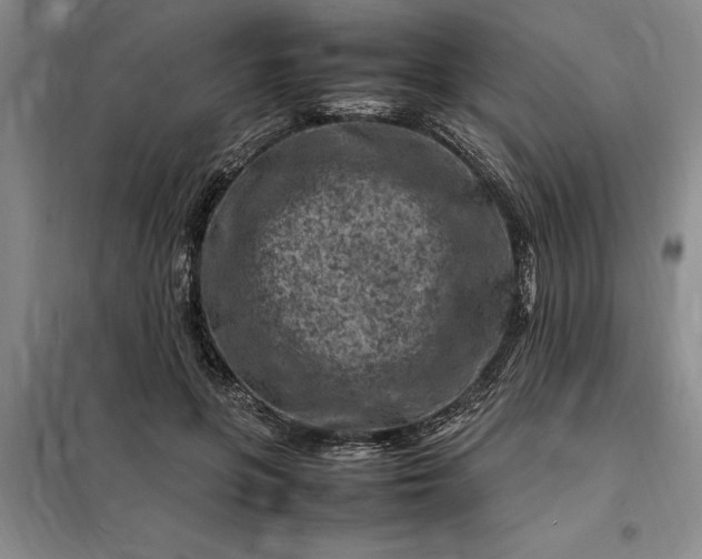 X0000098160551200805011433