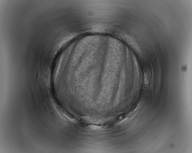 X0000098160588200805011433