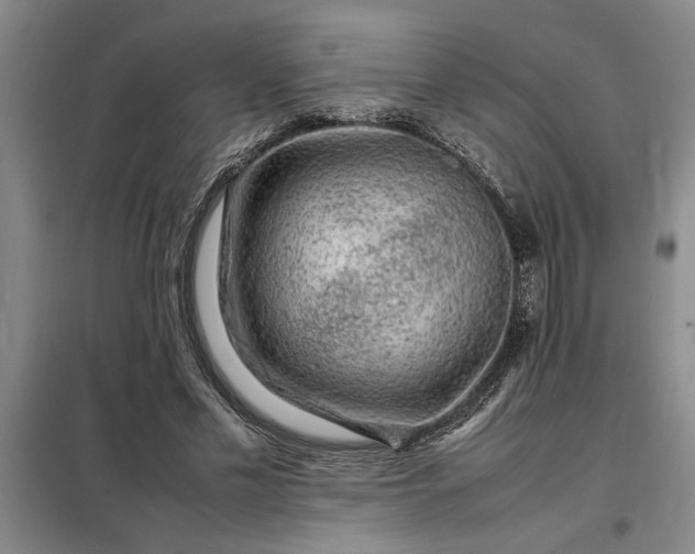 X0000098160589200805011433