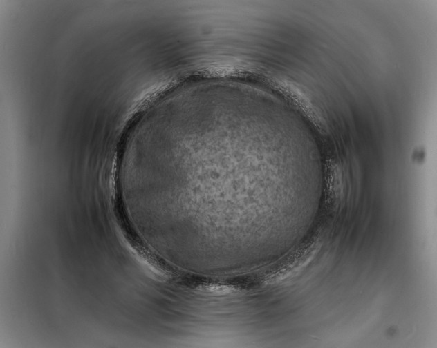 X0000098160590200805011433