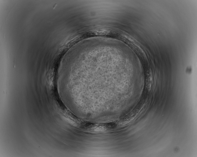 X0000098160604200805011432