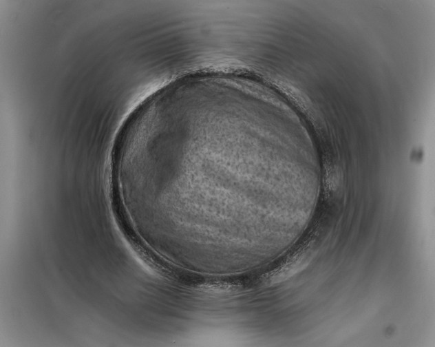 X0000098160630200805011431