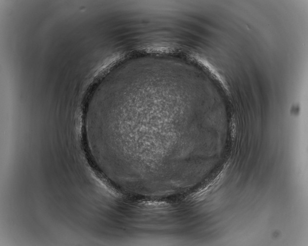 X0000098160637200805011431