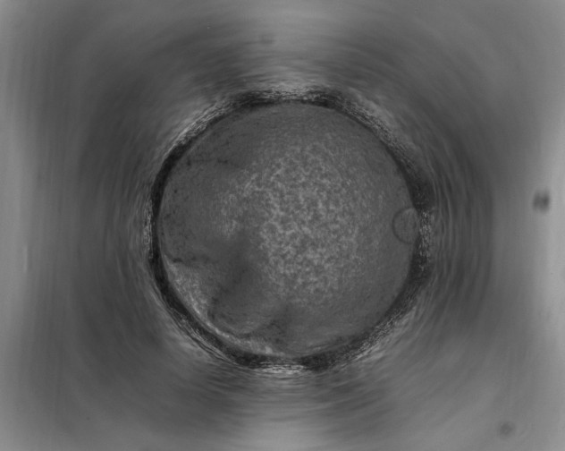 X0000098160642200805011431