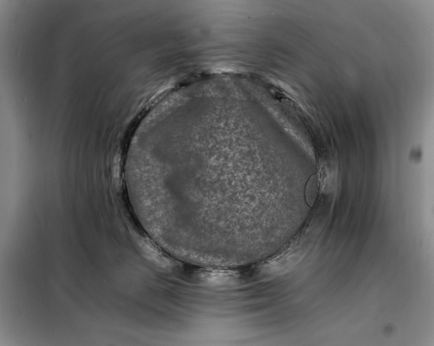 X0000098160670200805011432