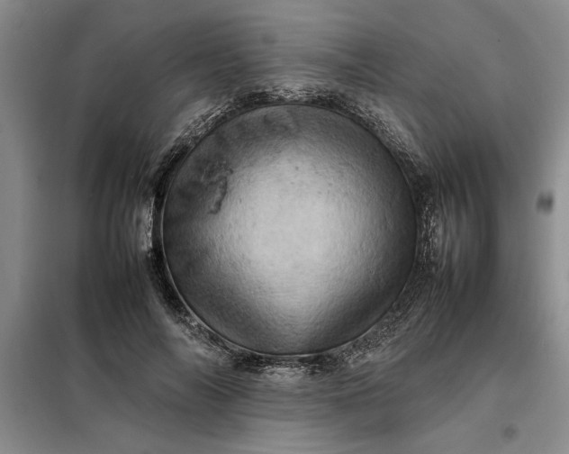 X0000098160694200805011431