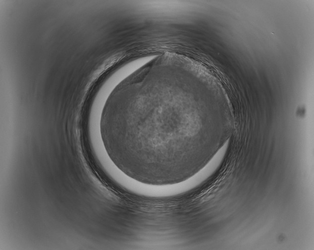 X0000098160734200805011430