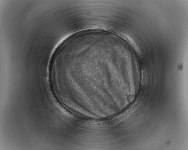 X0000098160780200805011430