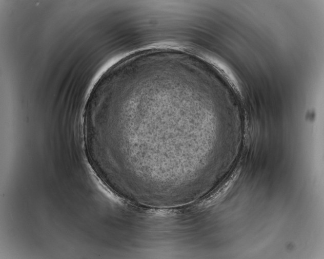 X0000098160808200805011429