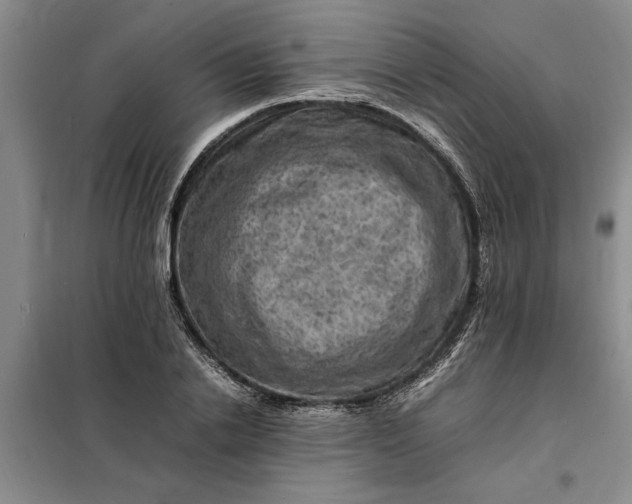 X0000098160838200805011429