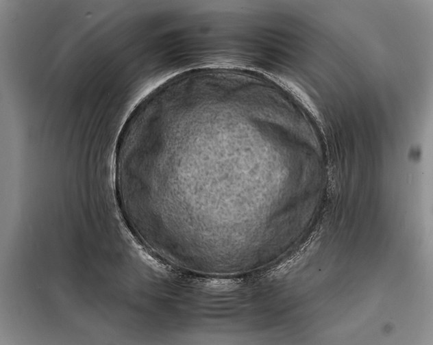 X0000098160839200805011429