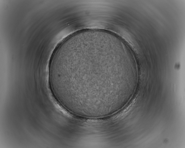 X0000098160840200805011429