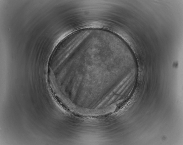 X0000098160850200805011429