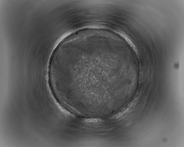 X0000098160853200805011429