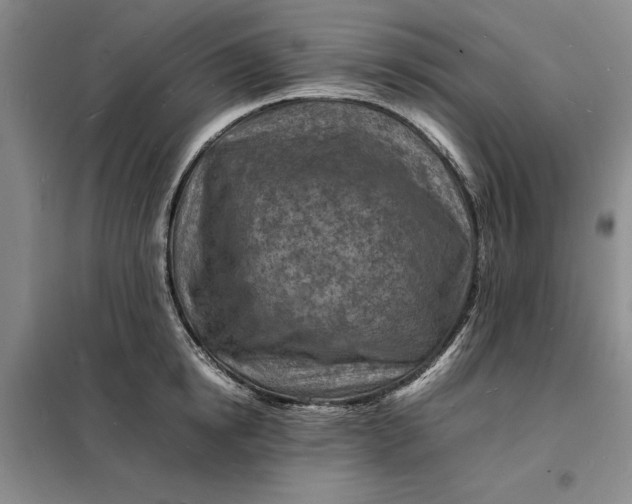 X0000098160854200805011429