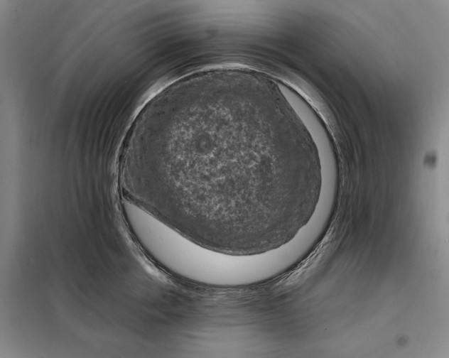 X0000098160858200805011429