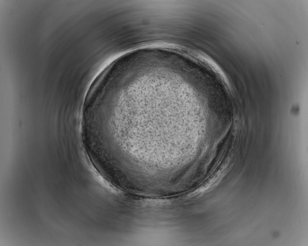 X0000098160860200805011429