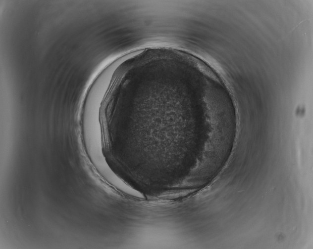 X0000098160864200805011429