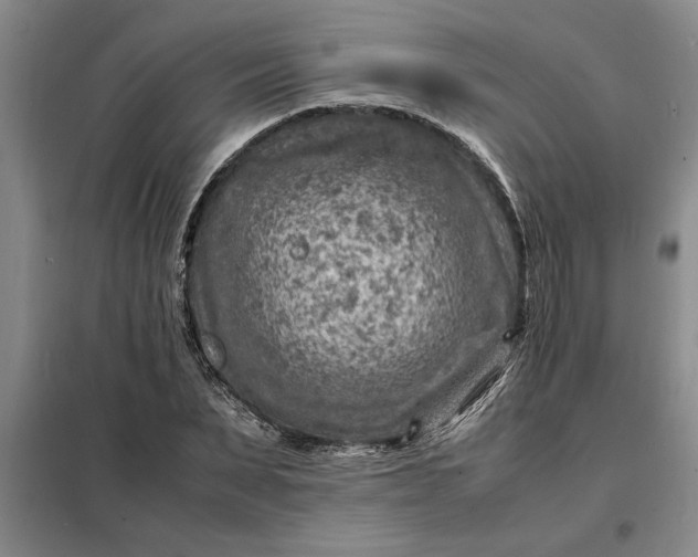 X0000098160879200805011428