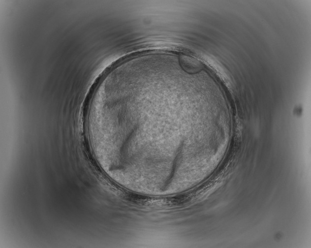 X0000098160883200805011428