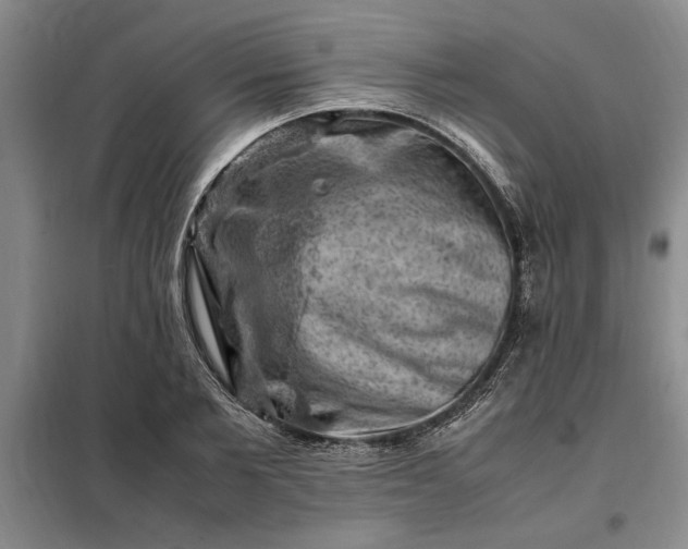 X0000098160885200805011428