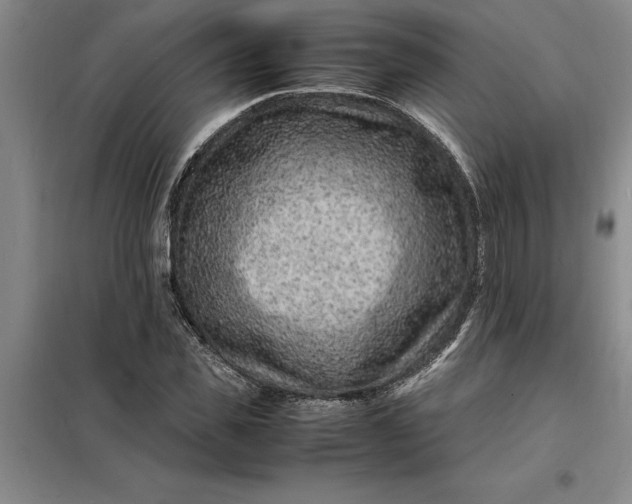 X0000098160925200805011427