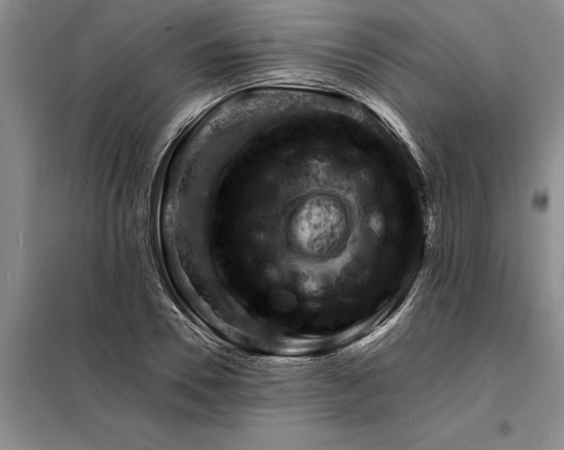 X0000098160930200805011427