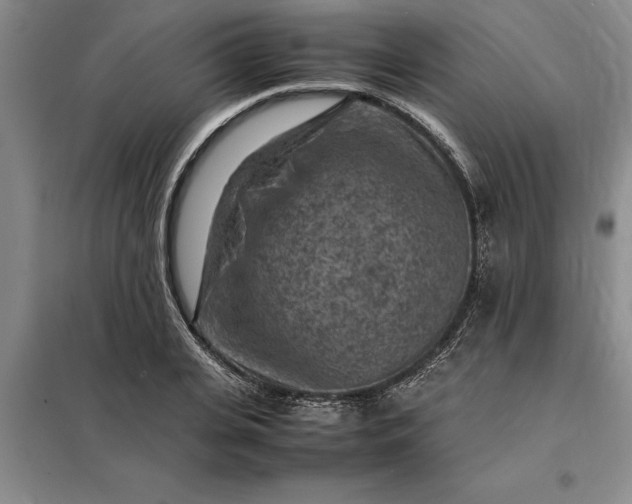 X0000098160935200805011427