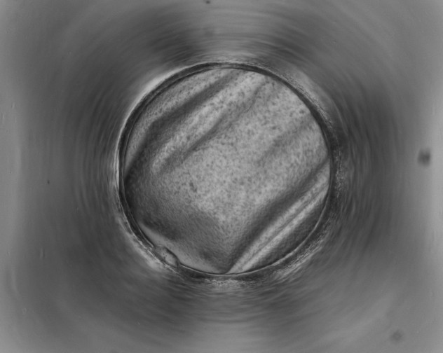 X0000098160940200805011427