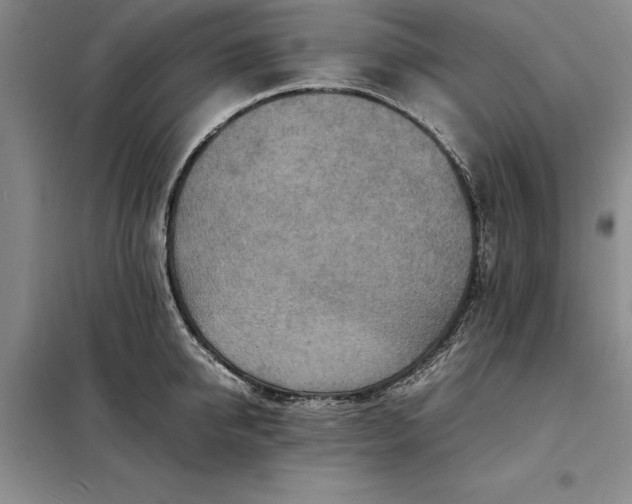 X0000098160950200805011427