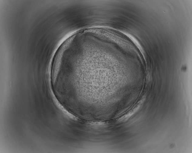 X0000098160957200805011427