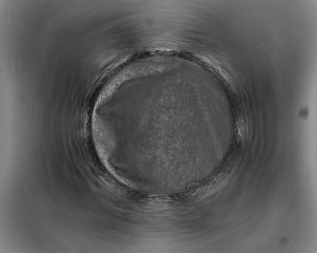 X0000098160964200805011427