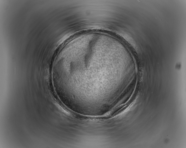 X0000098160969200805011427
