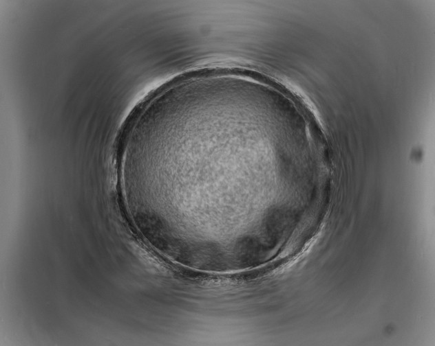X0000098160973200805011427