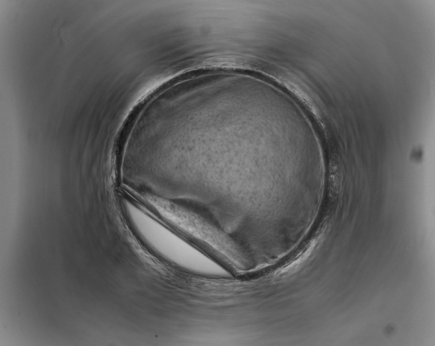 X0000098160981200805011426
