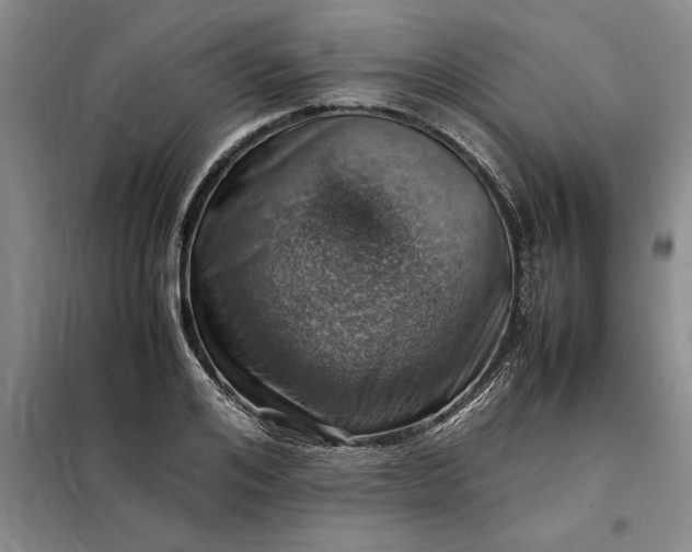 X0000098160984200805011426