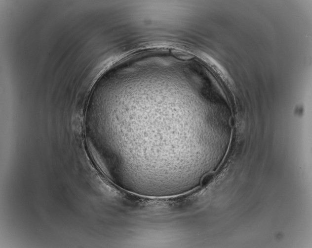 X0000098160993200805011426