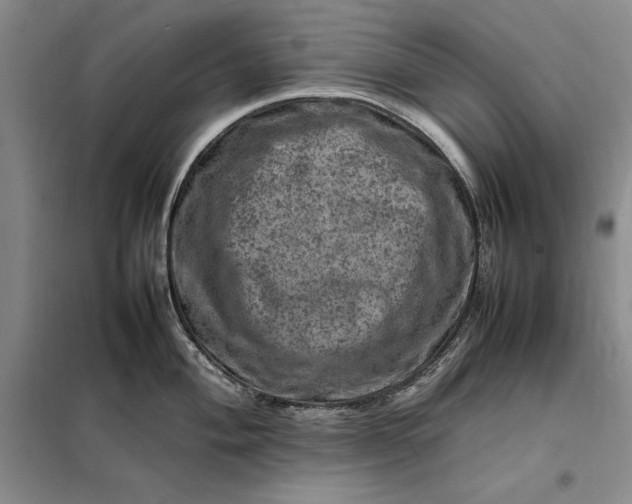 X0000098161004200805011426