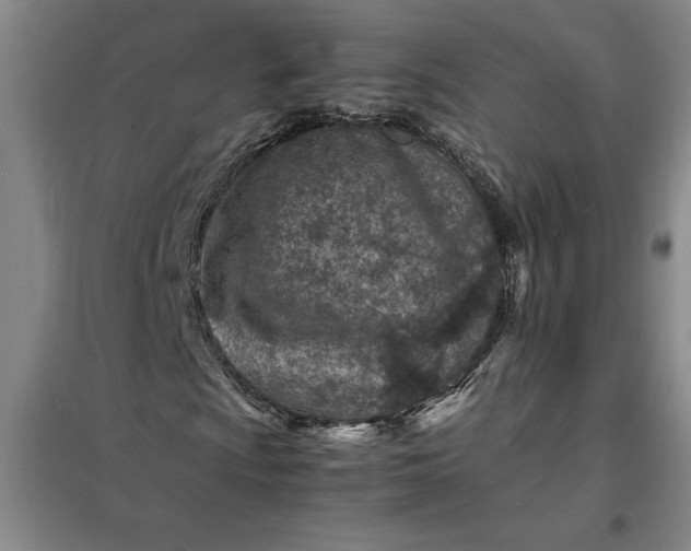 X0000098161009200805011425