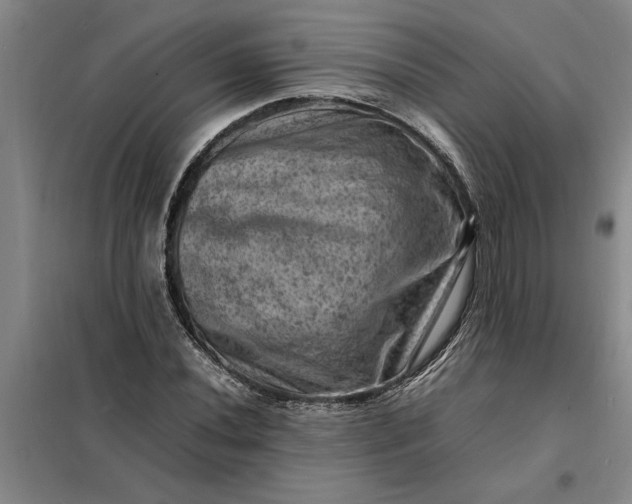 X0000098161020200805011426
