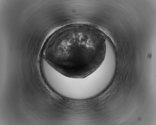 X0000098161024200805011426