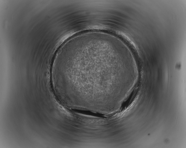 X0000098161025200805011426