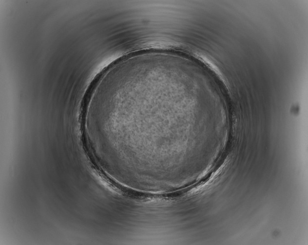 X0000098161026200805011426