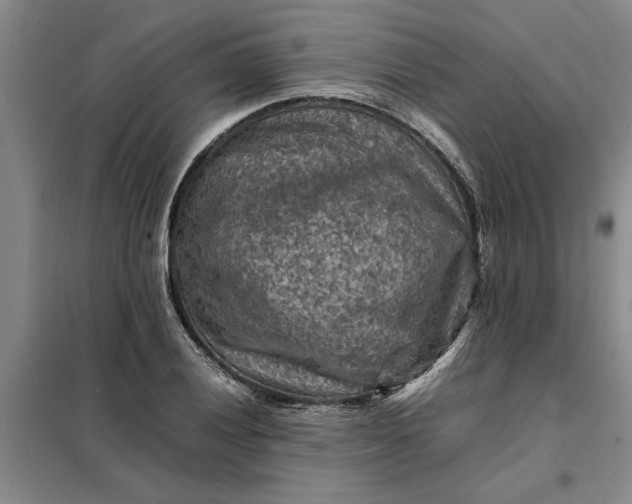 X0000098161028200805011426