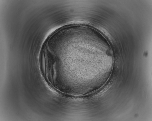 X0000098161030200805011426