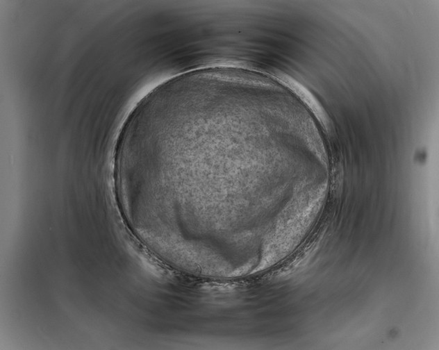 X0000098161051200805011426